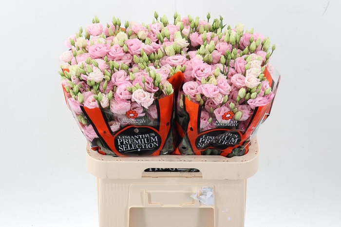 <h4>Eus G Rosi Bright Pi</h4>