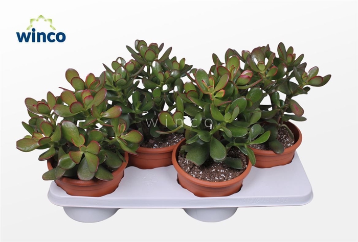 <h4>Crassula Sunset</h4>