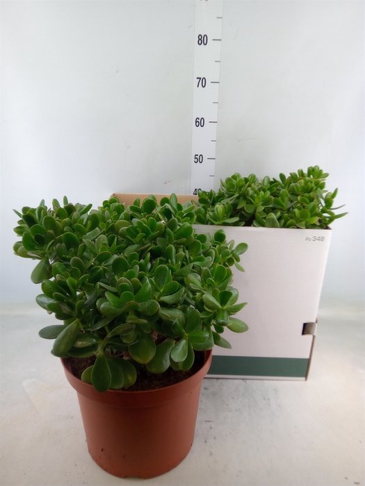 <h4>Crassula ovata</h4>