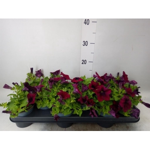 Petunia  'Viva Burgundy'