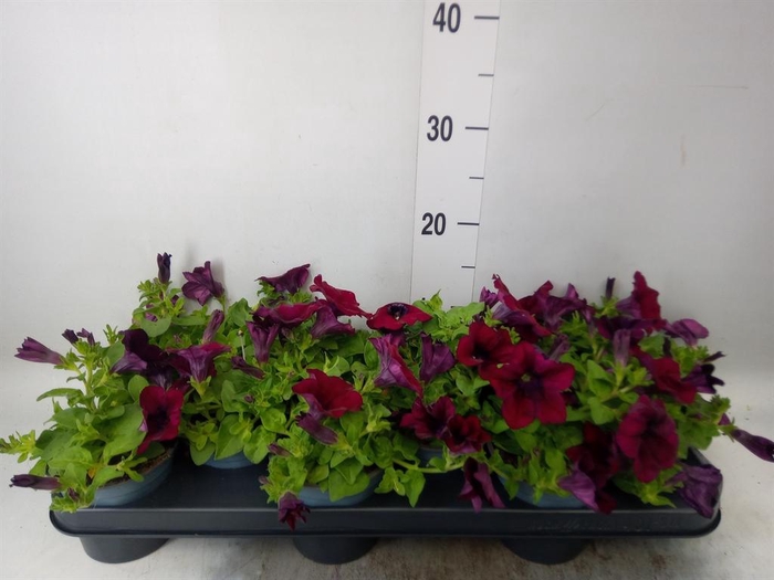 <h4>Petunia  'Viva Burgundy'</h4>