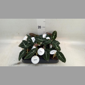 Alocasia  'Black Velvet'