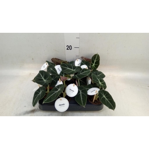 Alocasia  'Black Velvet'