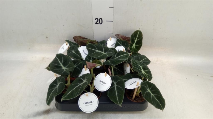 <h4>Alocasia  'Black Velvet'</h4>