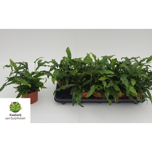 MICROS DIVERSIFOLIUM
