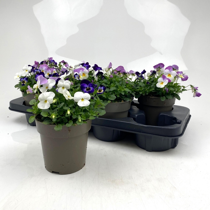 <h4>VIO CO MIXK</h4>