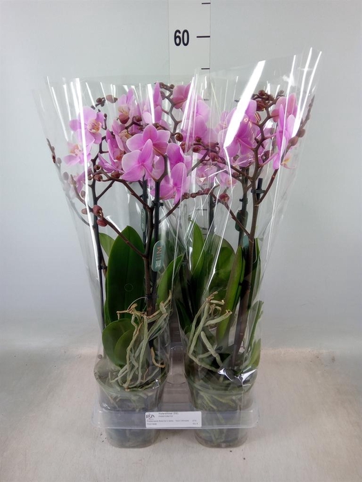 <h4>Phalaenopsis multi. 'Beaution'</h4>