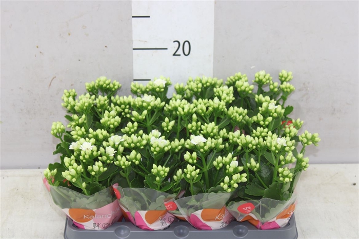 <h4>Kalanchoe Calandiva Wit Mini</h4>