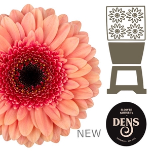 Germini Tiptop Diamond