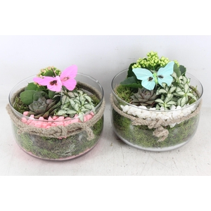 arr2 PL - Glas bose touw x3 - roze/wit