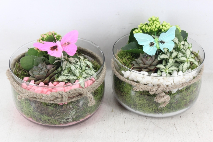 <h4>arr2 PL - Glas bose touw x3 - roze/wit</h4>