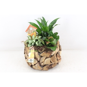 arr2 JS - Schors rond deluxe