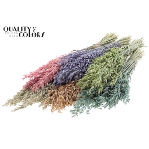 Avena per bunch Mixed colours Frosted