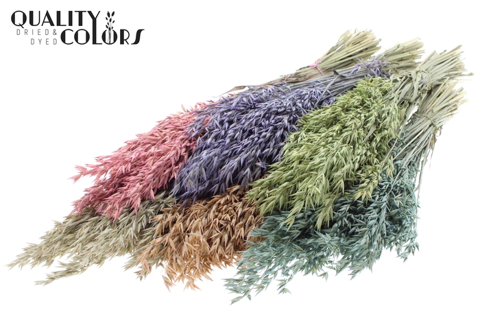 <h4>Avena per bunch Mixed colours Frosted</h4>