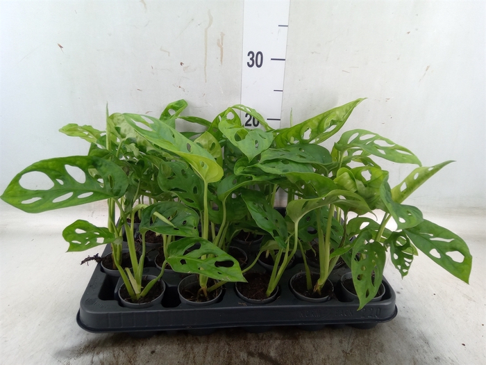 <h4>Monstera obliqua 'Monkey Mask'</h4>
