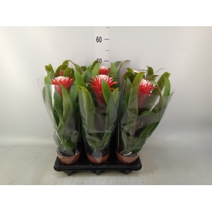 Guzmania  'Hope'