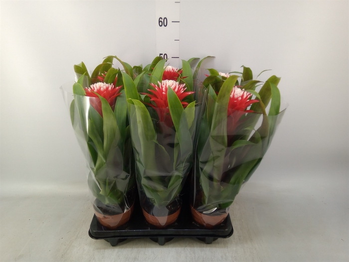 <h4>Guzmania  'Hope'</h4>