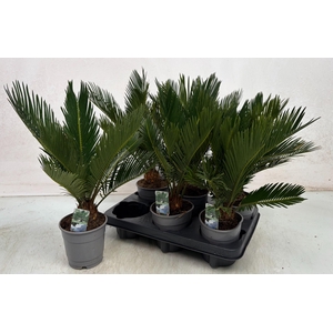 CYCAS REVOLUTA