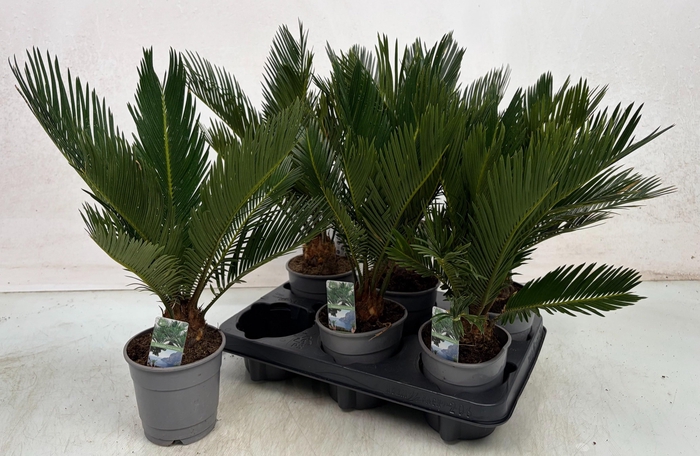 <h4>CYCAS REVOLUTA</h4>