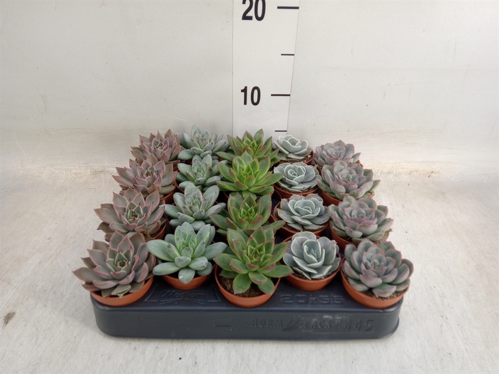 <h4>Echeveria   ...mix</h4>