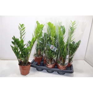 Zamio Zamiifolia