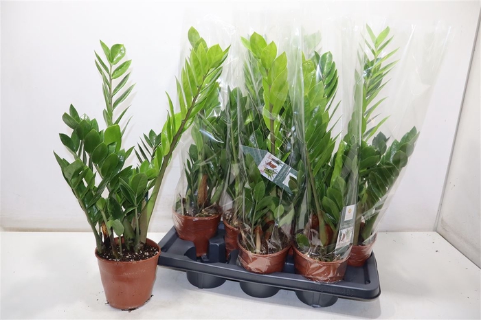 <h4>Zamio Zamiifolia</h4>
