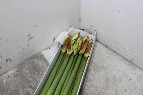 <h4>Hipp Ga Superstar</h4>