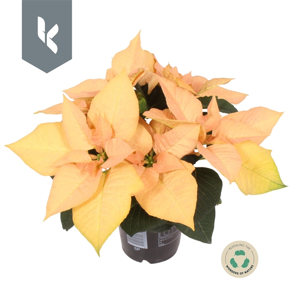 <h4>Euphorbia pulcherrima Autumn Leaves</h4>