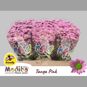 CHR S MAD TANGA PINK