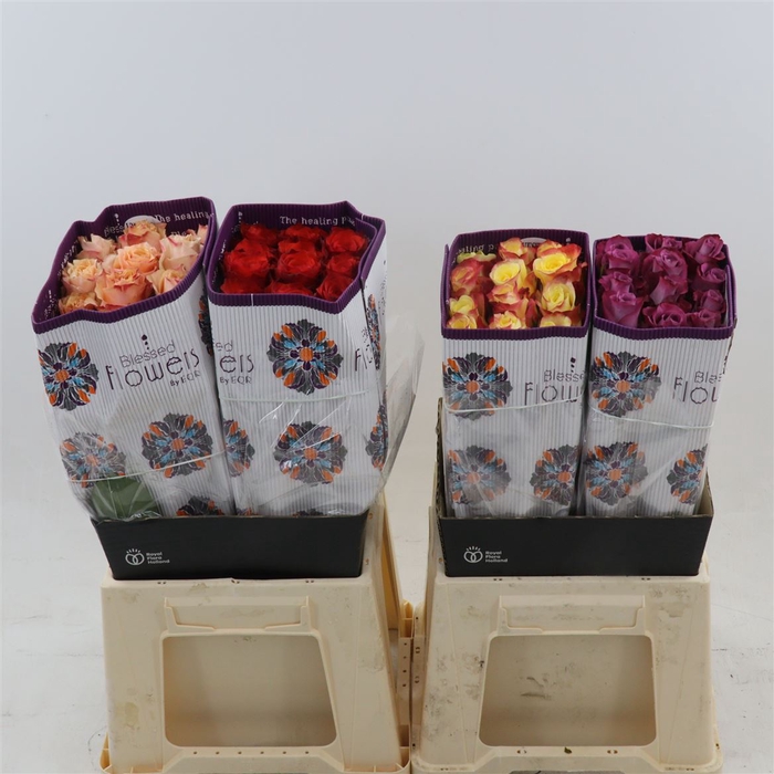 <h4>Rosa gr Mix</h4>