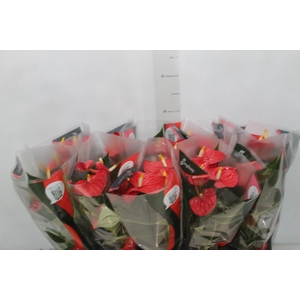 ANTHURIUM ESUDO P12