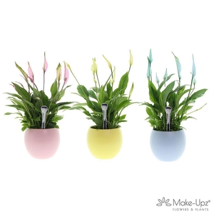 Spathiphyllum 13 cm Bellini Make Upz - Bolpot kleurenmix