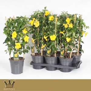 MANDE DI OPALE CITRI