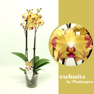 Papagayo 2-tak 60cm (RIJP)