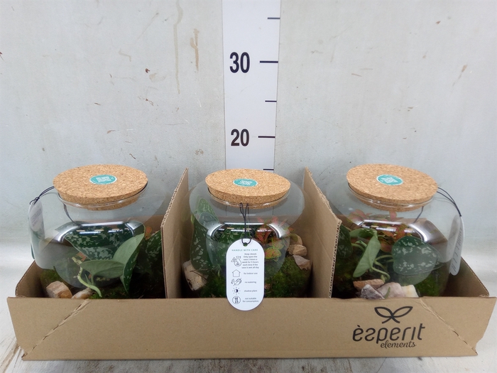 <h4>Arr.   Planten H%</h4>