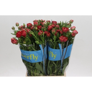 Ranunculus 'Butterfly Musa'