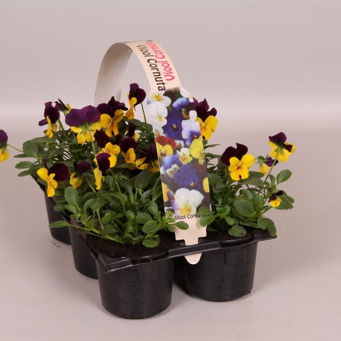 <h4>Viola Co Geel - Paars Sixpack</h4>