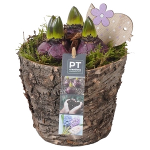 PTHC6009 Arrangement Hyacint in hout pot