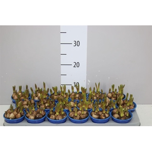 Muscari Armeniacum Blue