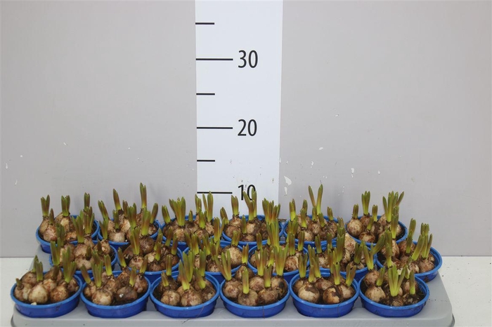 <h4>Muscari Armeniacum Blue</h4>