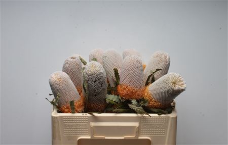 <h4>Banksia Prionotis</h4>