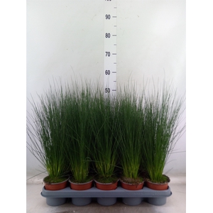 Juncus  'Pencil Grass'
