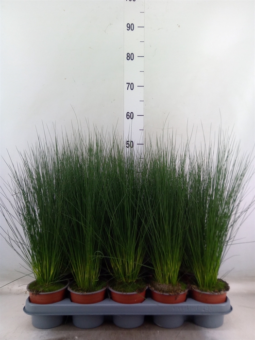 <h4>Juncus  'Pencil Grass'</h4>