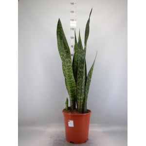 Sansevieria trifa.   ...