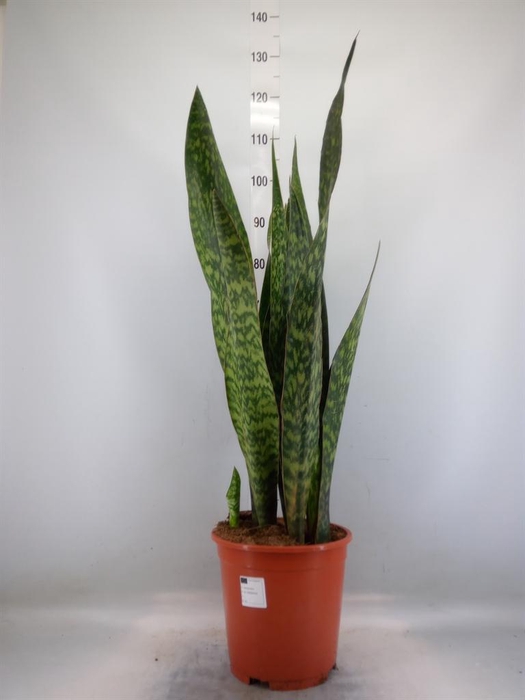 <h4>Sansevieria trifa.   ...</h4>