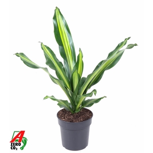 Dracaena Burley kopstek P19