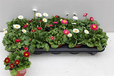 <h4>Bellis Perennis Gem</h4>