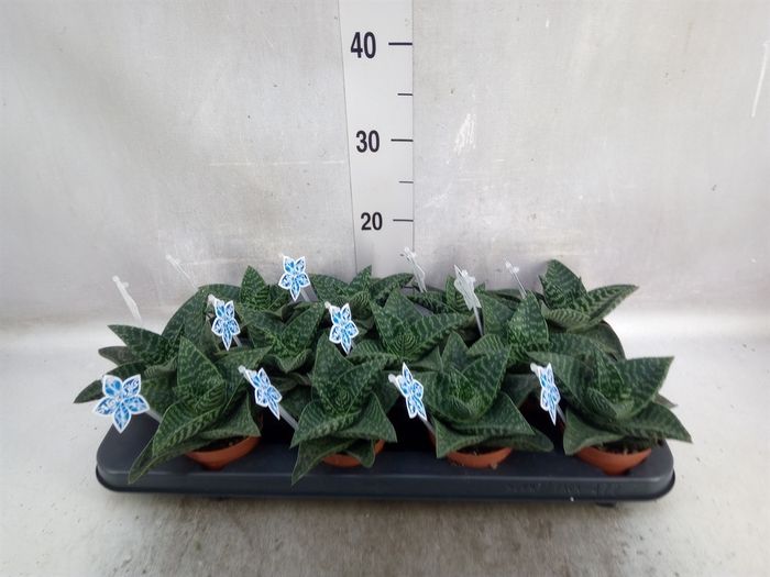 <h4>xGasteraloe  'Tiki Zilla'</h4>