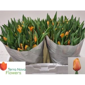 TU EN SALMON LALIBEL