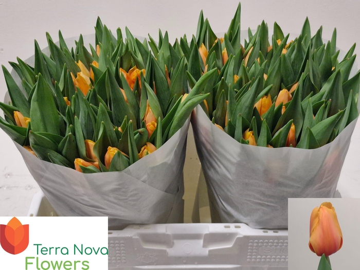 <h4>TU EN SALMON LALIBEL</h4>